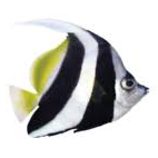 Logo Great Barrier Reef Foundation