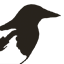 Logo Oi Polloi Ltd.