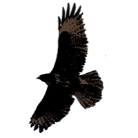 Logo Buzzard Pharmaceuticals AB